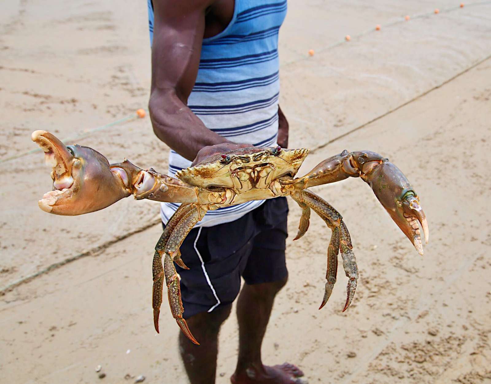 bibbo-mud-crab-maningrida-wild-foods